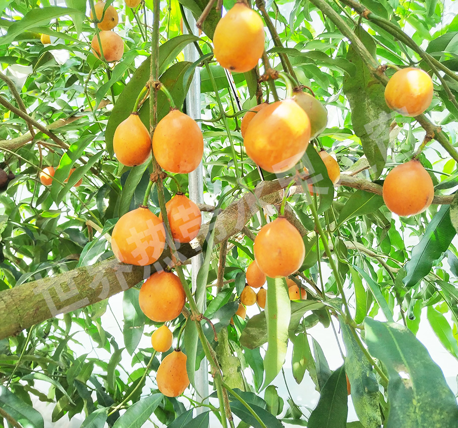 黄金山竹示范区