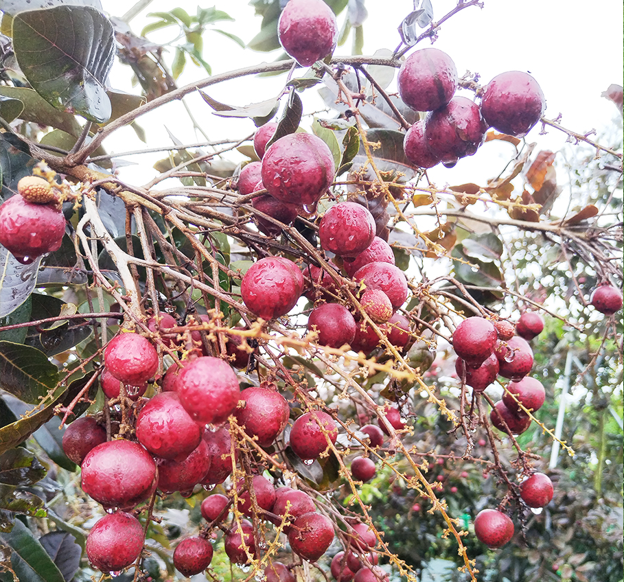 红龙眼示范区